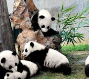 Chengdu Pictures