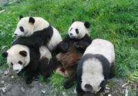 Chengdu with Yangtze River Trip