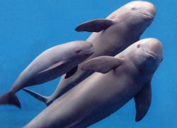 yangtze-dolphin.jpg