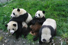 Panda Room in Chongqing Zoo