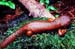 Salamander2