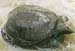 Soft-shelled_turtle