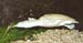 Soft-shelled_turtle2