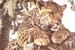cat_leopard