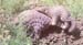 chinese_pangolin