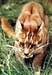 golden_cat