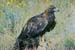 golden_eagle