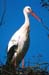 white_stork