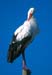 white_stork2