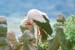 white_stork3