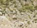 grotesque_stone2